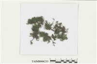 藏品(南亞孔雀苔)的圖片